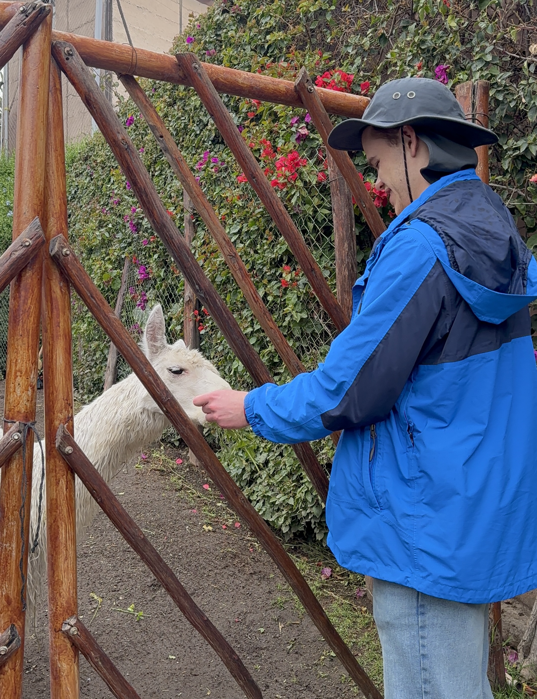 Feeding a llama in Arequipa